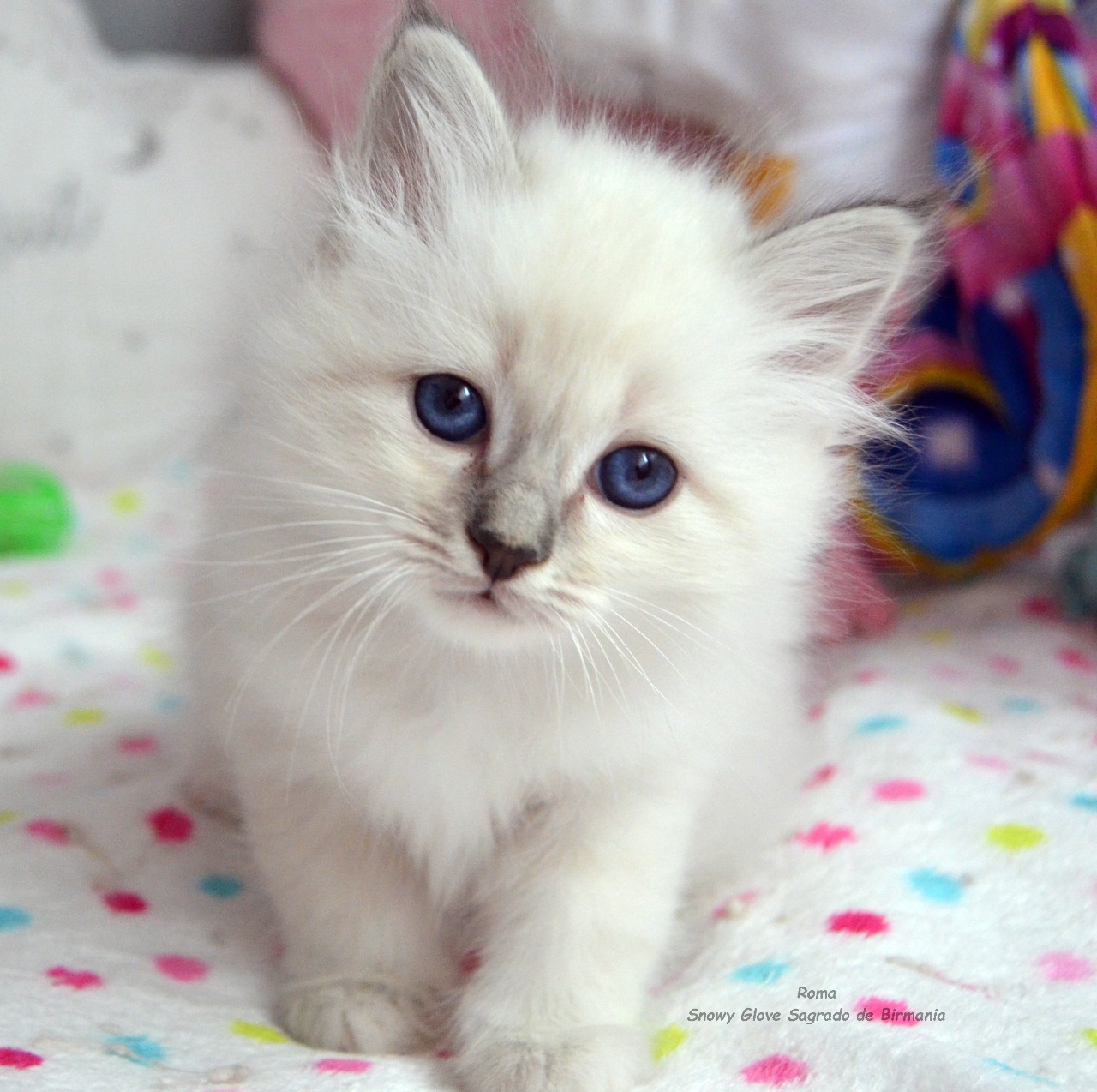 snowy glove, sagrado de birmania, birmanos, gatitos, gatos, especialistas